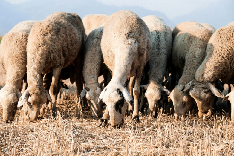 a herd of sheep grazing on dry grass, by Yasushi Sugiyama, trending on unsplash, renaissance, laos, profile image, fan favorite, eating