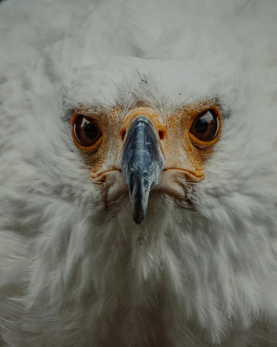 a close up of a bird of prey, a macro photograph, pexels contest winner, white eagle icon, blank stare”, freckles on chicks, outrageously fluffy