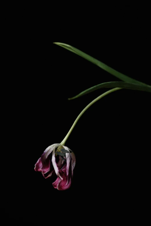 a close up of a flower on a black background, an album cover, inspired by Robert Mapplethorpe, romanticism, tulips, draped in fleshy green and pink, long dark tattered umbra, 2006 photograph