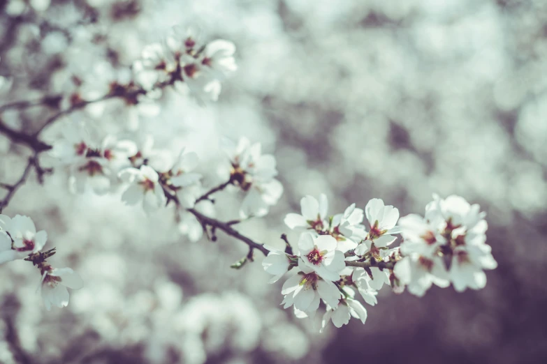 a close up of a bunch of flowers on a tree, by Niko Henrichon, trending on unsplash, vintage photo, white petal, almond blossom, infinite intricacy