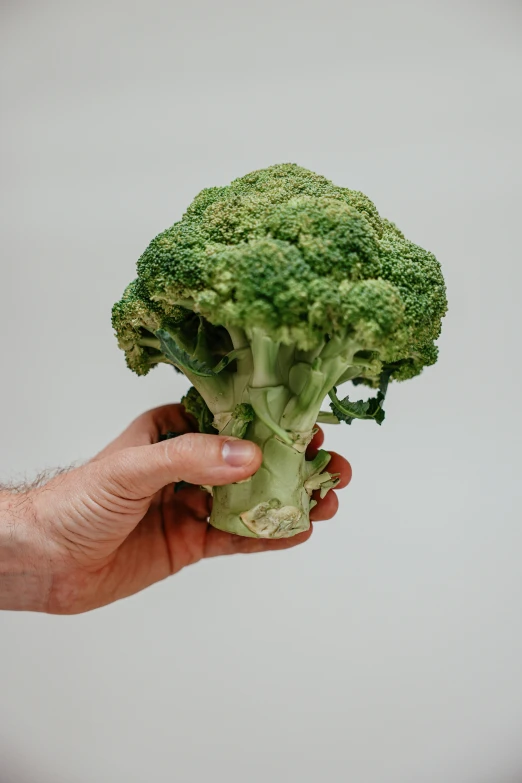 a person holding a piece of broccoli in their hand, by Jessie Algie, medium wide front shot, 3 0 0 mm, tall, multi-part