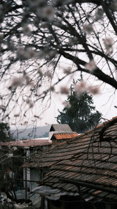 a bird sitting on top of a roof next to a tree, an album cover, inspired by Jenő Barcsay, unsplash, mingei, sakura season, low quality photo, grainy footage, view of villages