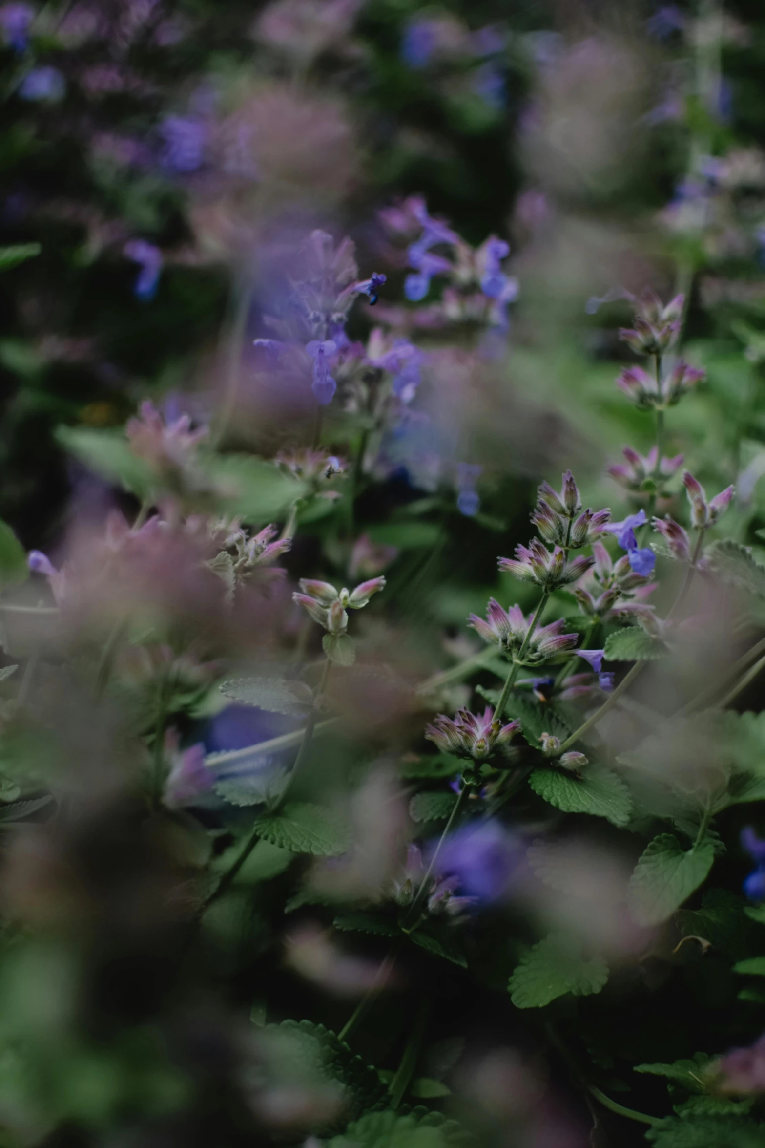 a bunch of purple flowers sitting on top of a lush green field, a picture, by Attila Meszlenyi, unsplash, basil leaves flying all over, mediumslateblue flowers, blurry footage, cinematic image