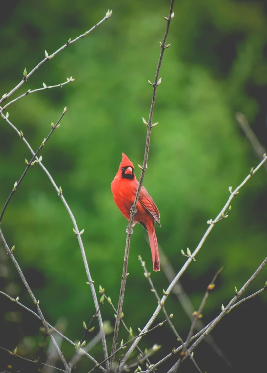 a red bird sitting on top of a tree branch, by Neil Blevins, pexels contest winner, fine art print, multiple stories, a handsome, a tall