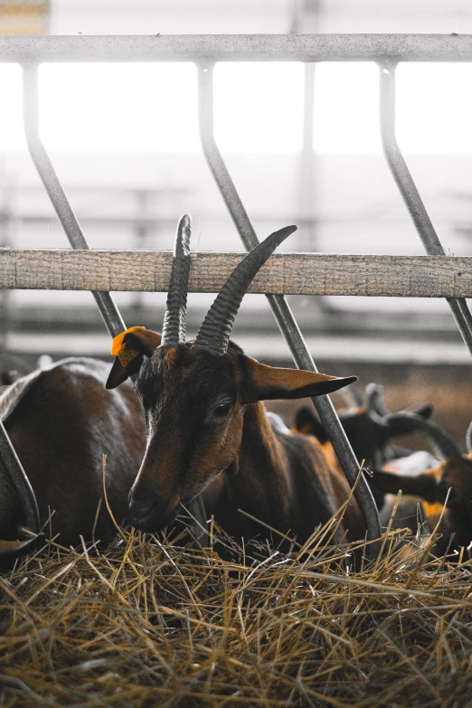 a goat laying on top of a pile of hay, by Daniel Lieske, trending on unsplash, feed troughs, in a row, hanging, high quality photo