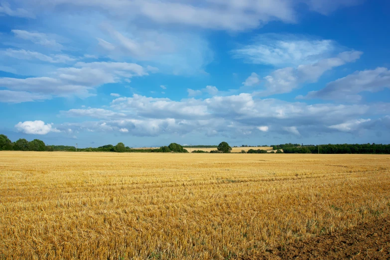 a field of ripe wheat under a blue sky, by Peter Churcher, unsplash, land art, next to farm fields and trees, uniform plain sky, osr, landscape from a car window