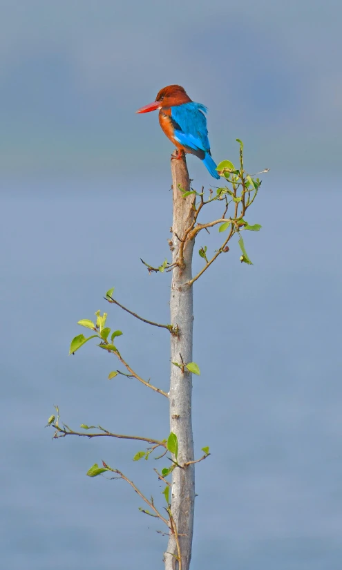 a bird sitting on top of a tree branch, orange and blue, lake view, standing upright, tail raised