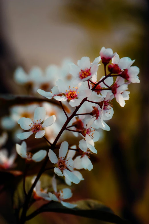 a close up of a flower with a blurry background, paul barson, lush sakura trees, australian wildflowers, 🌸 🌼 💮