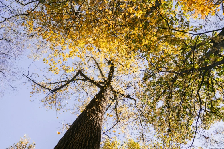 a tall tree in the middle of a forest, by Carey Morris, unsplash, golden leaves, bottom view, fan favorite, elm tree