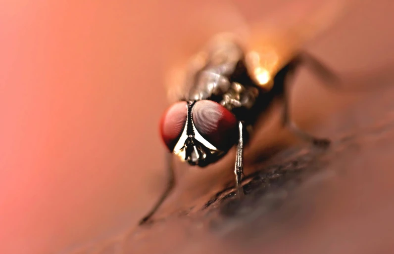 a close up of a fly on a person's arm, a macro photograph, pexels contest winner, hurufiyya, lipstick, red eye, sepia photography, worm's eye view from the floor