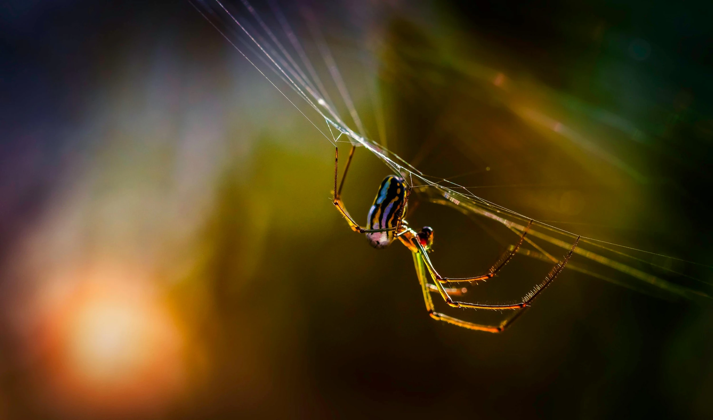 a close up of a spider on a web, pexels contest winner, vivid colors, golden light, paul barson, young female