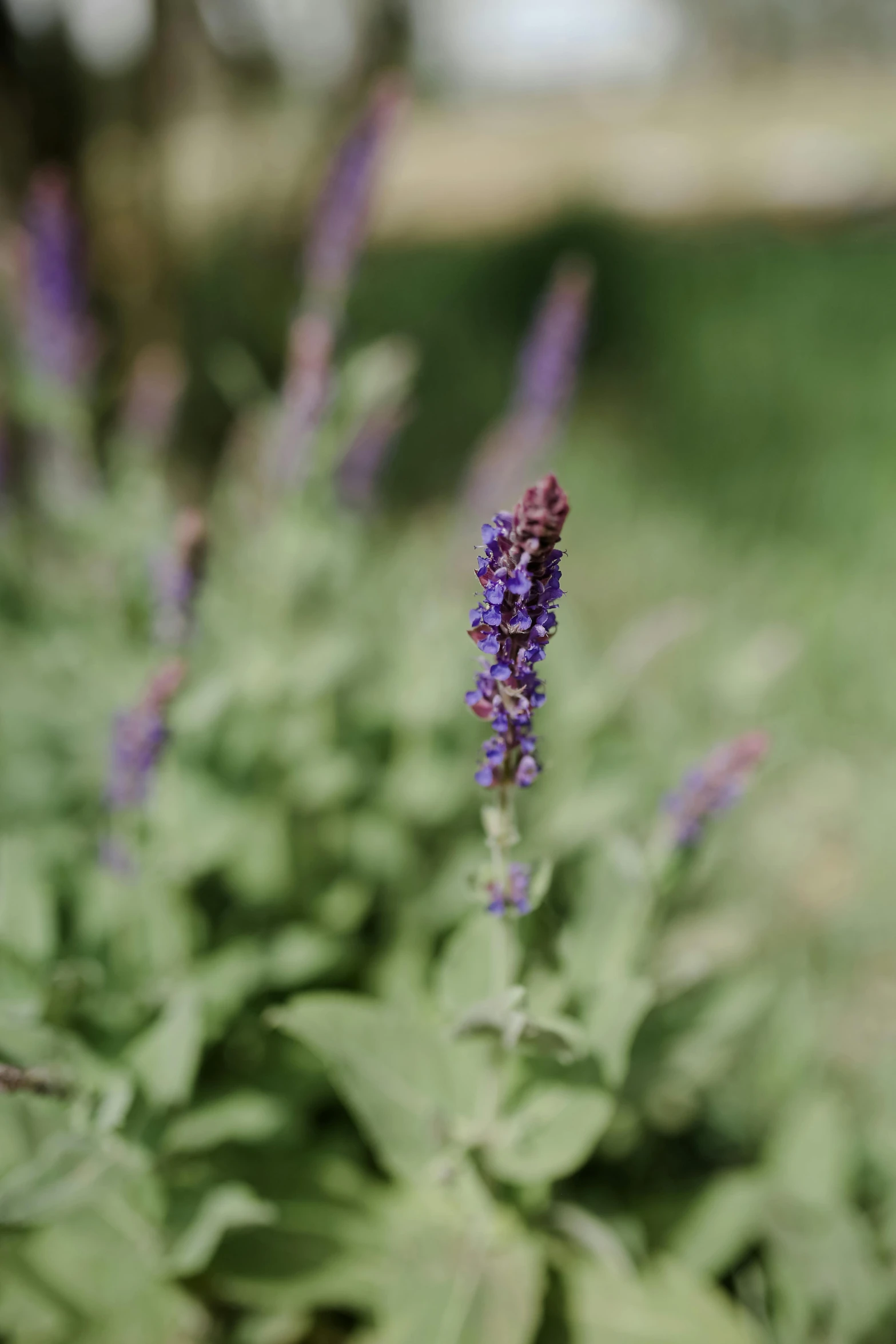 a close up of a plant with purple flowers, a portrait, unsplash, salvia droid, low detailed, color image, large tall