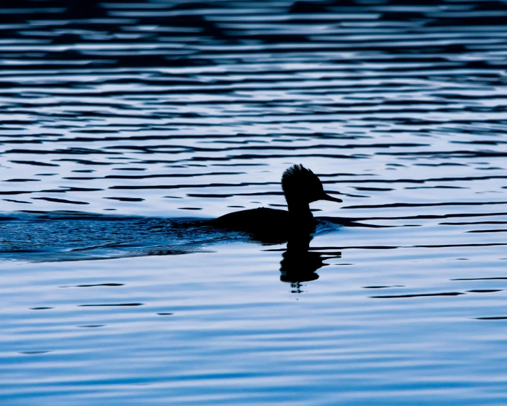 a duck floating on top of a body of water, by Jacob Duck, minimalism, blue hour, fan favorite, silhouetted, zoomed out