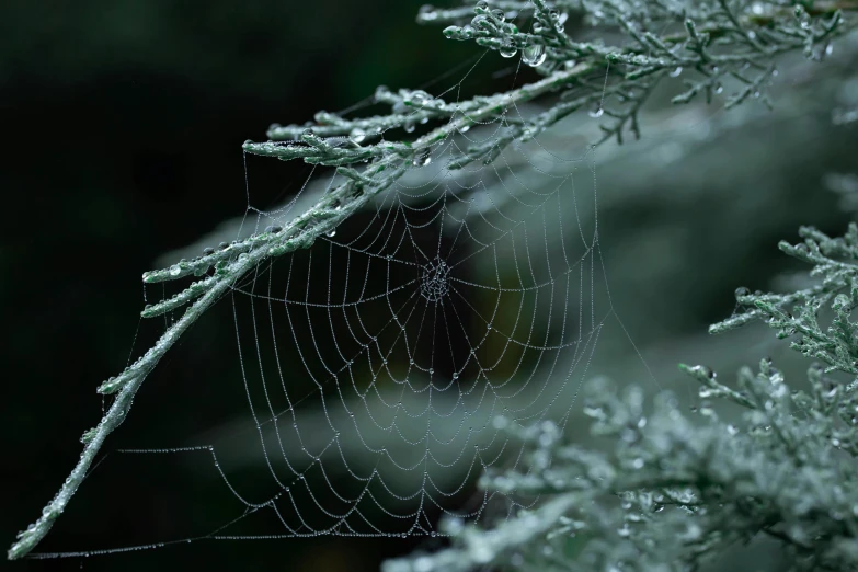 a close up of a spider web on a tree, inspired by Arthur Burdett Frost, unsplash, hurufiyya, 8k resolution”, grey mist, evergreen branches, 🦩🪐🐞👩🏻🦳