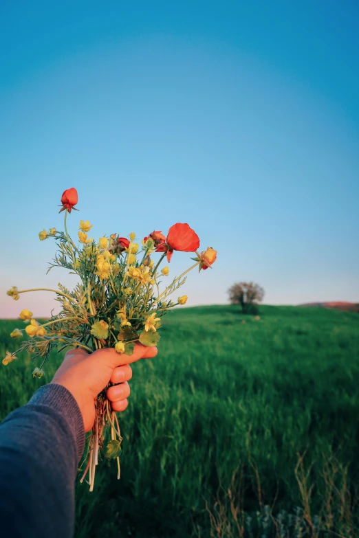 a person holding a bunch of flowers in a field, pexels contest winner, instagram post, green meadows, complementary color, brightly lit