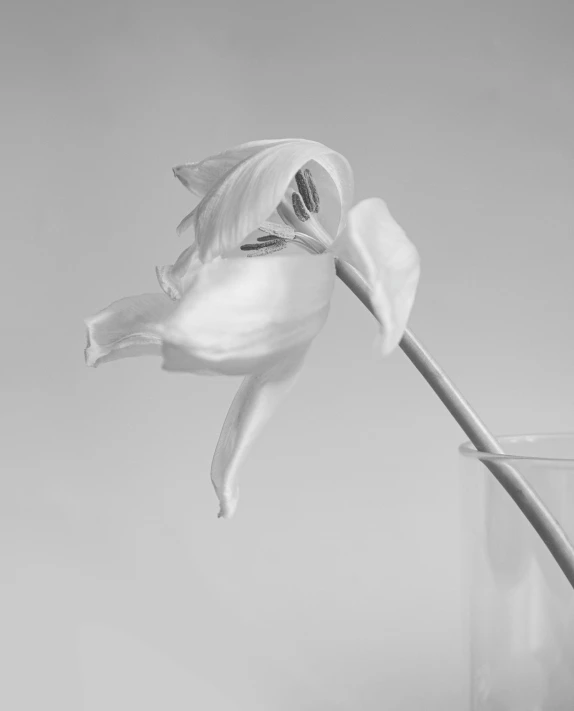 a black and white photo of a flower in a vase, inspired by Robert Mapplethorpe, unsplash, photorealism, a still of an ethereal, tulip, orchid, soft colors mono chromatic