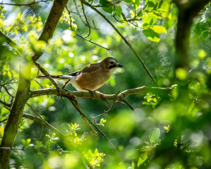 a bird sitting on top of a tree branch, a portrait, inspired by Melchior d'Hondecoeter, pexels contest winner, renaissance, summer day, uk, nature photograph, high-angle