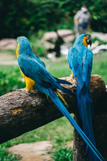 two blue and yellow parrots sitting on a log, pexels contest winner, botanical garden, film photo, chilling 4 k, singapore