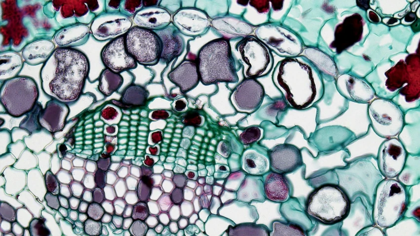 a group of cells under a microscope lens, by Ellen Gallagher, generative art, plants in scientific glassware, purple and green colors, detail texture, 2000s photo