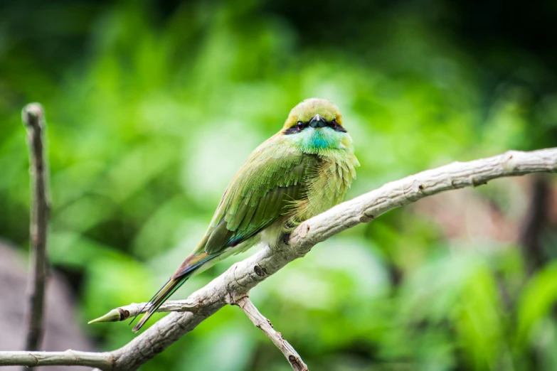 a small bird sitting on top of a tree branch, pexels contest winner, hurufiyya, vibrant green, iridescence, with a pointed chin, sri lanka