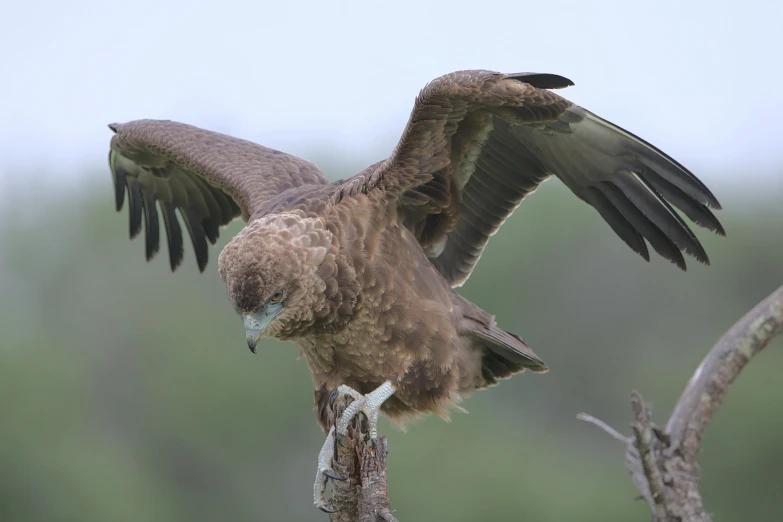 a large bird sitting on top of a tree branch, pexels contest winner, hurufiyya, wings spreading, australian, brown, raptor