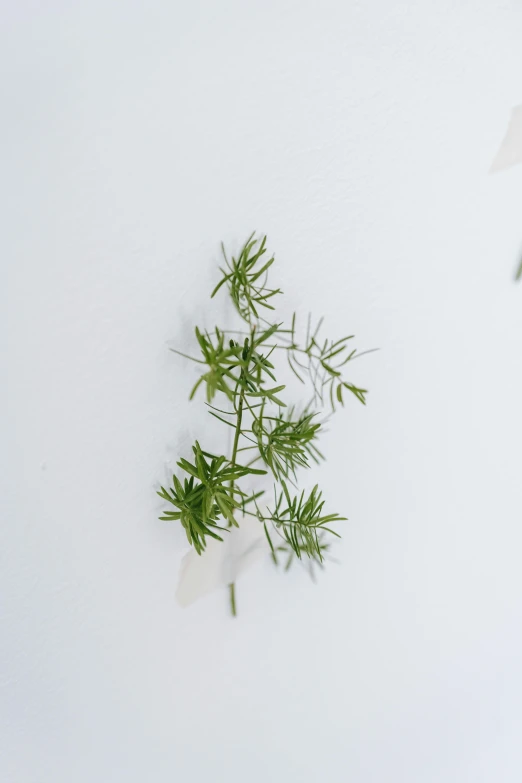 a bouquet of flowers sitting on top of a white table, ghost shrimp, sparse pine trees, photograph from above, made of leaves