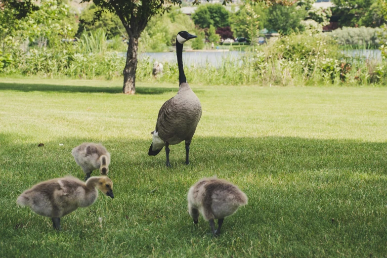 a flock of geese standing on top of a lush green field, pexels contest winner, on a sidewalk of vancouver, motherly, 🦩🪐🐞👩🏻🦳, pokemon in the wild