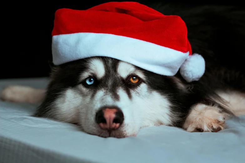 a close up of a dog wearing a santa hat, a colorized photo, shutterstock, white wolf with blue eyes, thumbnail, gif, lazy eyes