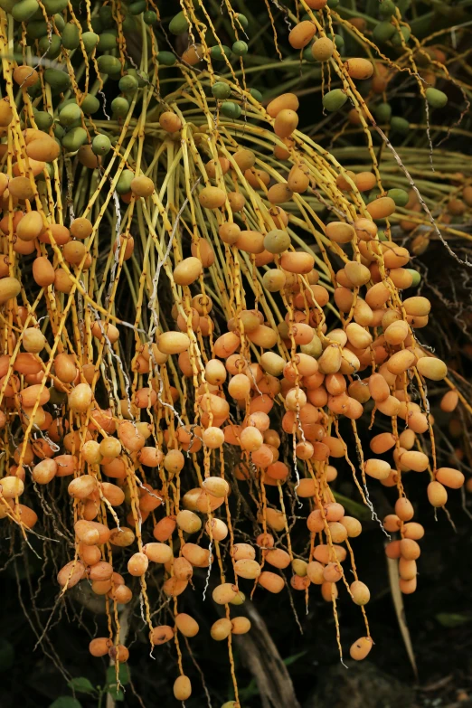 a bunch of fruit hanging from a tree, hurufiyya, palm skin, orange grass, up-close, hundreds of them