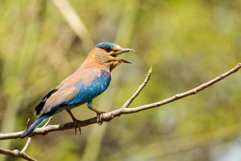 a bird sitting on top of a tree branch, pexels contest winner, hurufiyya, blue phoenix bird, bangladesh, brown, youtube thumbnail