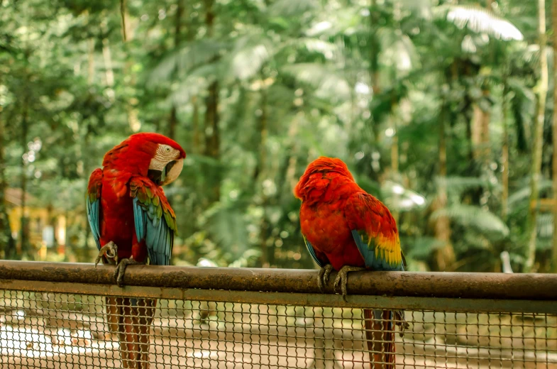 two red and green parrots sitting on a fence, by Julia Pishtar, pexels contest winner, sumatraism, tropical forest, wide high angle view, red and orange colored, where a large