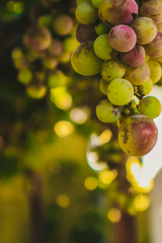 a bunch of grapes hanging from a vine, unsplash, beautifully soft lit, full frame image, tall, bokeh”