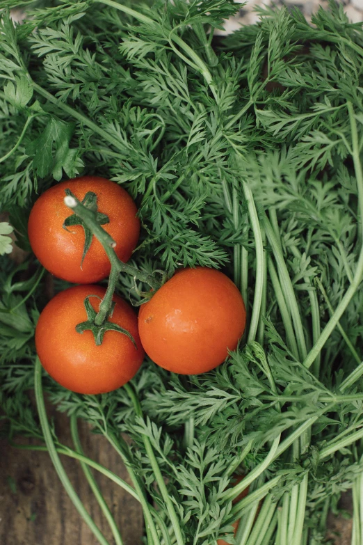 a bunch of carrots sitting on top of a wooden table, tomatoes hanging on branches, lush greens, profile image, sweaty