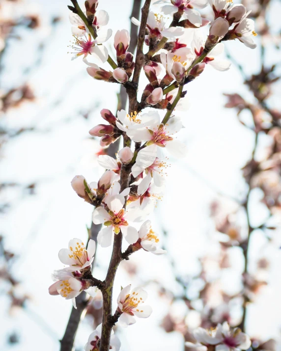 a close up of a bunch of flowers on a tree, almond blossom, white and orange breastplate, paul davey, instagram photo