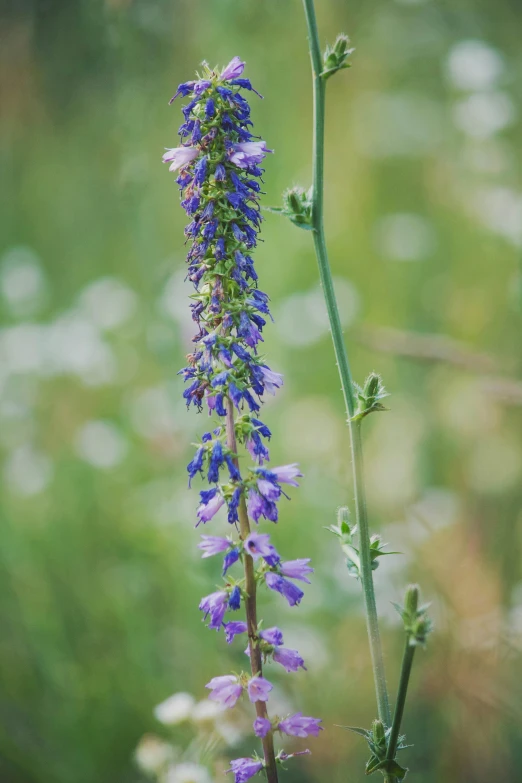 a close up of a plant with purple flowers, tall thin, blue and green, meadows, large tall