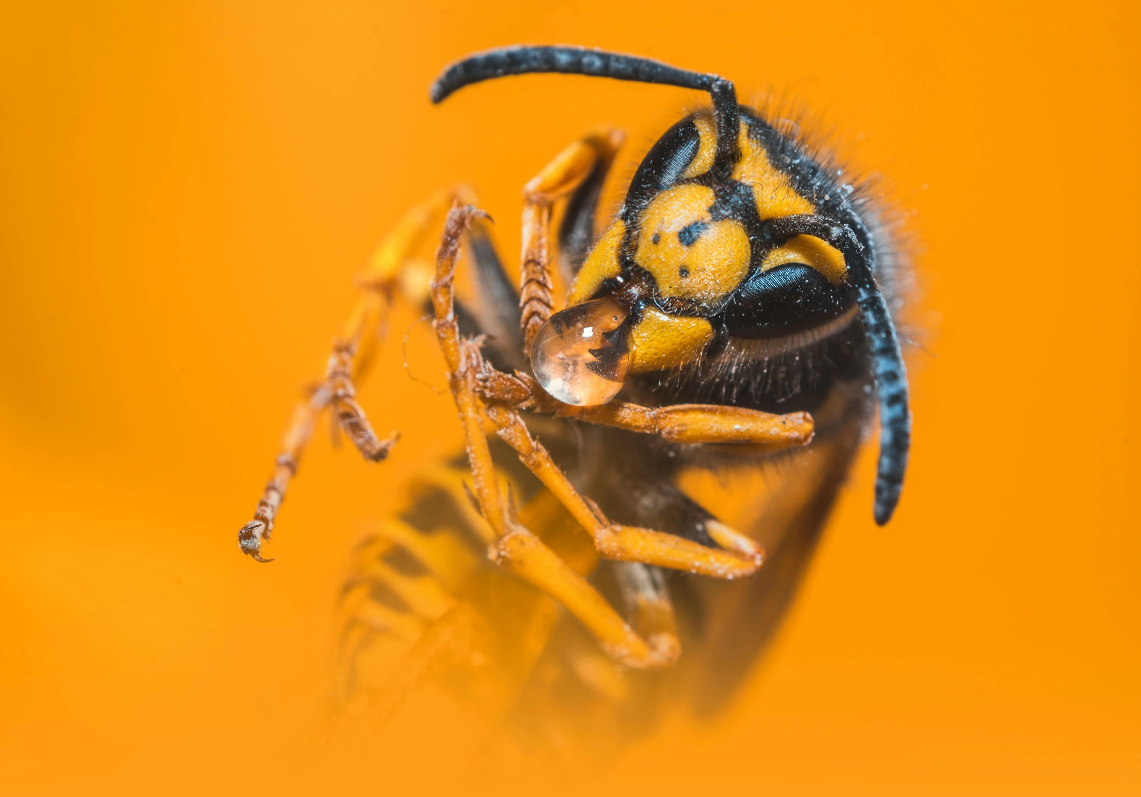 a close up of a wasp on a yellow background, a macro photograph, by Adam Marczyński, pexels contest winner, hyperrealism, black and orange, 🦩🪐🐞👩🏻🦳, orange and black, slide show