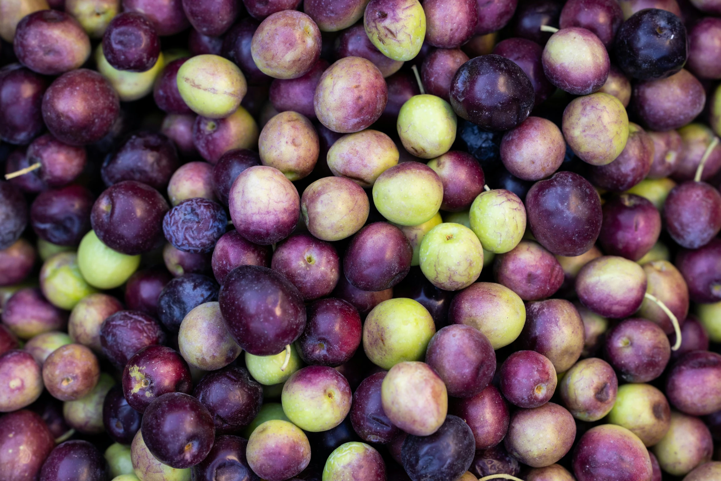 a pile of plums sitting on top of each other, a portrait, by Joe Bowler, pexels, madagascar, olives, 2 5 6 x 2 5 6 pixels, green and purple