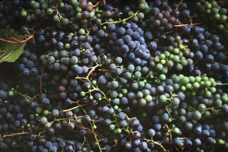 a close up of a bunch of grapes, an album cover, by Harvey Pratt, renaissance, ffffound, photo taken on fujifilm superia, grain”