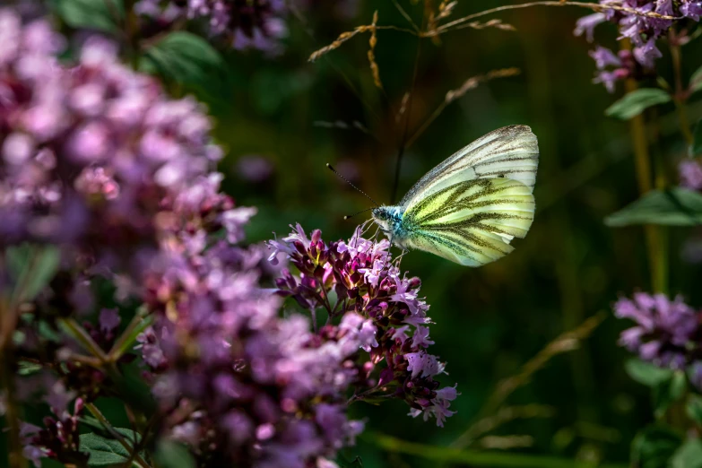 a butterfly sitting on top of a purple flower, by Andries Stock, pexels contest winner, renaissance, pale green glow, mint, white, 15081959 21121991 01012000 4k