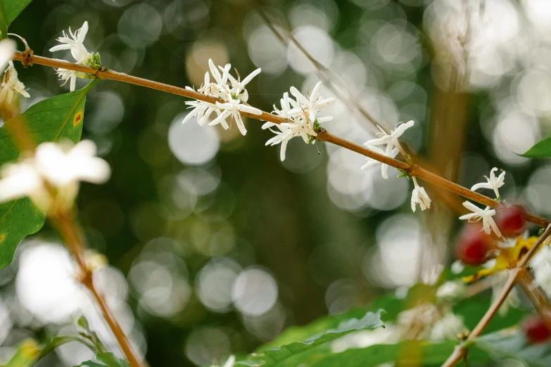 a branch of a coffee plant with white flowers, unsplash, hurufiyya, antropromorphic stick insect, bokeh photograph, shot on sony a 7, amanda lilleston
