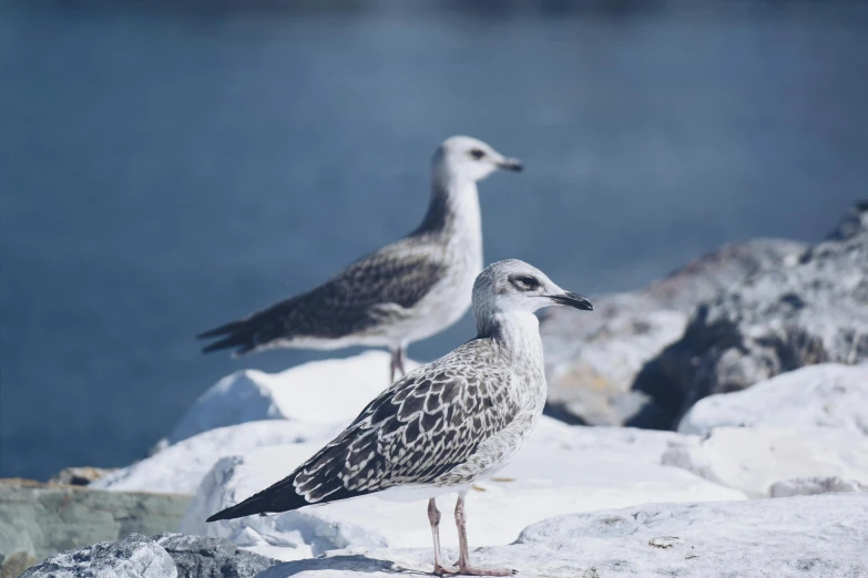 two seagulls standing on rocks near a body of water, by Peter Churcher, pexels contest winner, hurufiyya, young female, high detail photo, high quality print, a broad shouldered