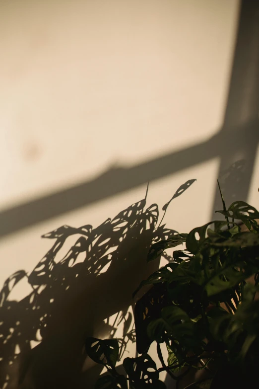 a person holding a plant in front of a window, trending on unsplash, australian tonalism, shadow play, soft light.4k, tendrils in the background, high angle close up shot