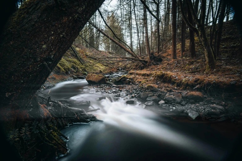 a stream running through a forest filled with trees, by Jacob Kainen, pexels contest winner, hurufiyya, medium format. soft light, rapids, medium format, grey