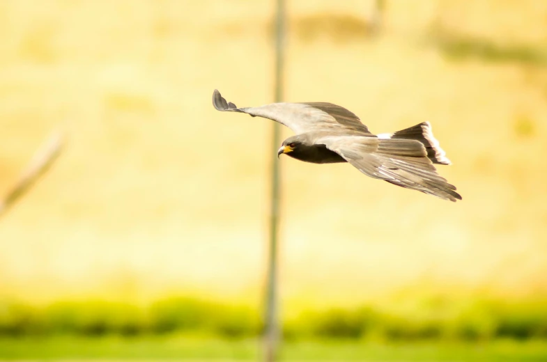 a bird that is flying in the air, by Jan Tengnagel, hurufiyya, skewed shot, nature outside, no cropping, screamer