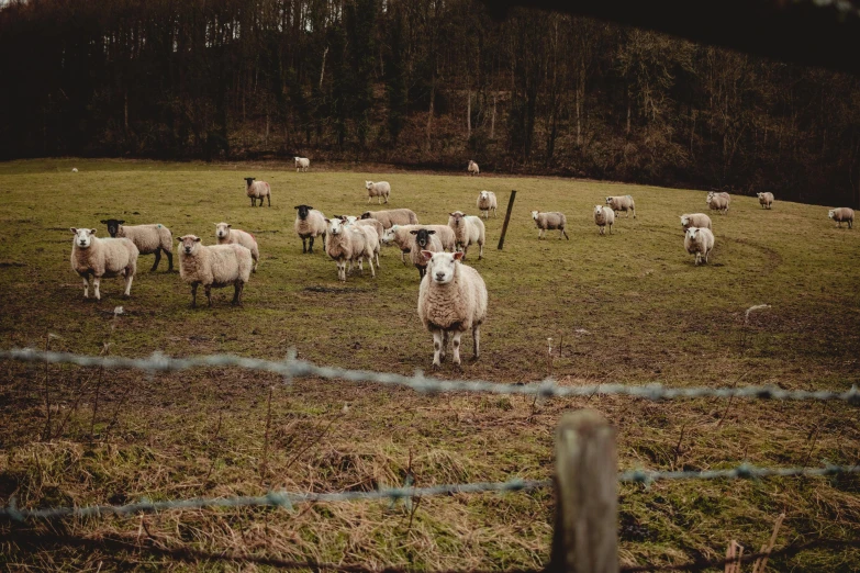 a herd of sheep standing on top of a lush green field, pexels contest winner, 🦩🪐🐞👩🏻🦳, fences, dimly - lit, outside in a farm