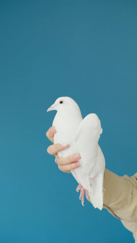 a woman holding a white bird in her hand, an album cover, by Paul Bird, pexels, ffffound, demna gvasalia, hyung-tae kim, peace and love