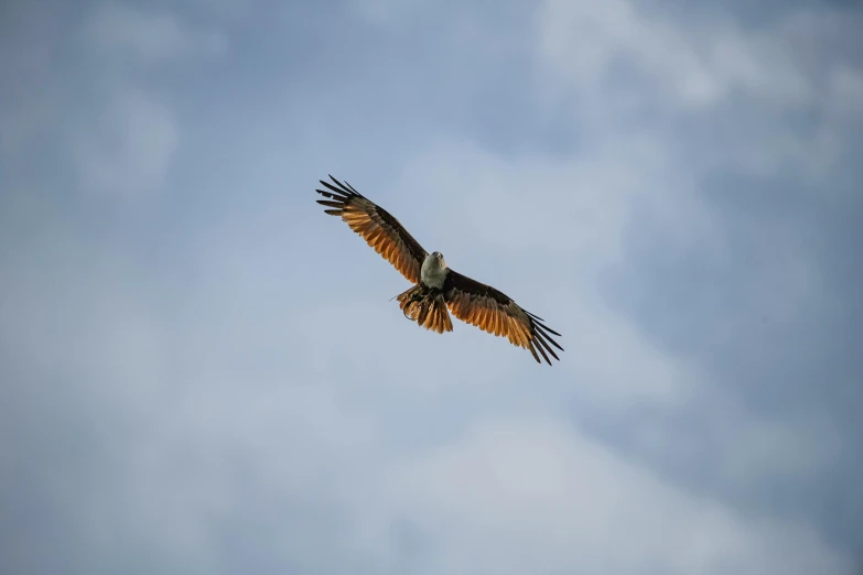 a bird that is flying in the sky, pexels contest winner, hurufiyya, raptor, instagram post, fine art print, brown