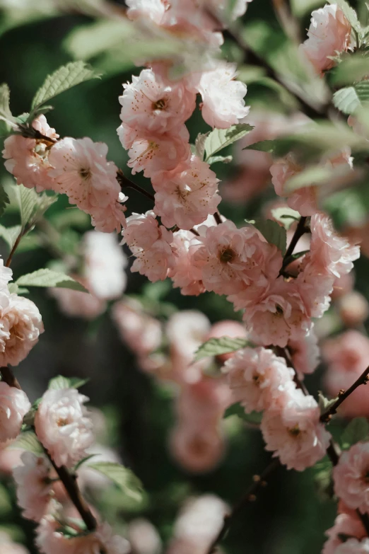 a bunch of pink flowers that are on a tree, a picture, inspired by Elsa Bleda, trending on unsplash, made of glazed, album, soft vinyl, classical
