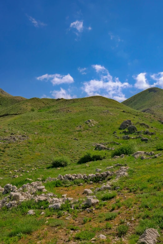 a herd of cattle grazing on top of a lush green hillside, by Muggur, les nabis, mount olympus, shell craters, panoramic, high quality image