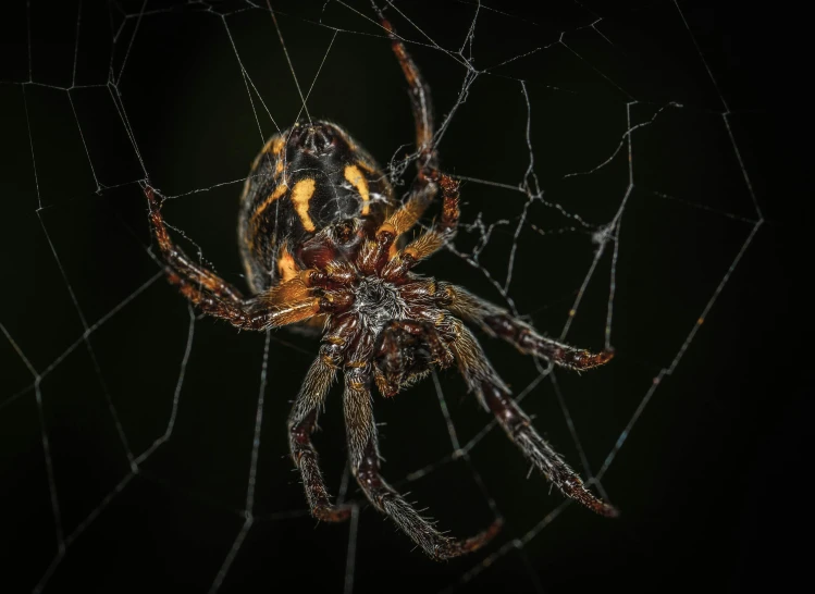 a close up of a spider on a web, a portrait, by John Gibson, pexels contest winner, baroque, intertwined full body view, out in the dark, spider legs large, mid 2 0's female